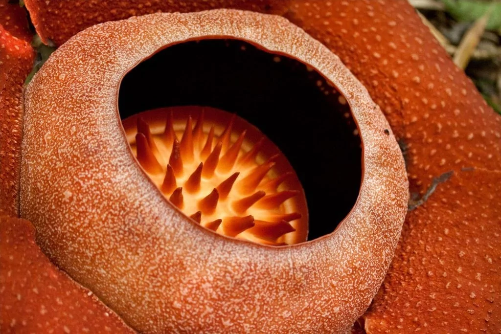 Khao Sok Rafflesia