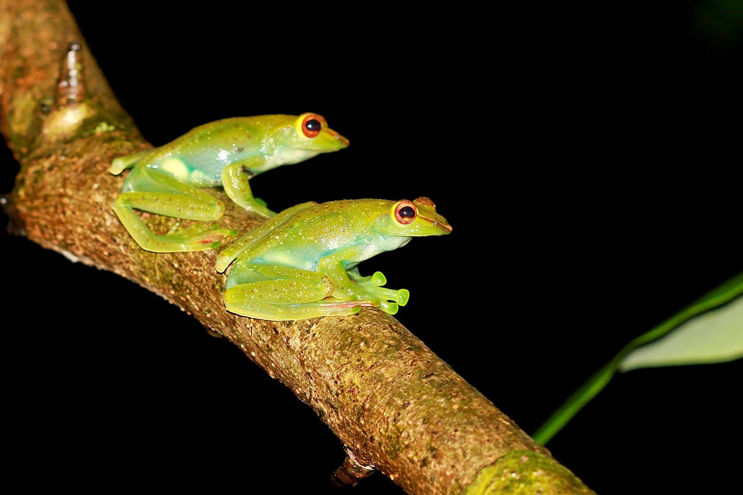 Tree frogs at night